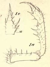 Charinus africanus