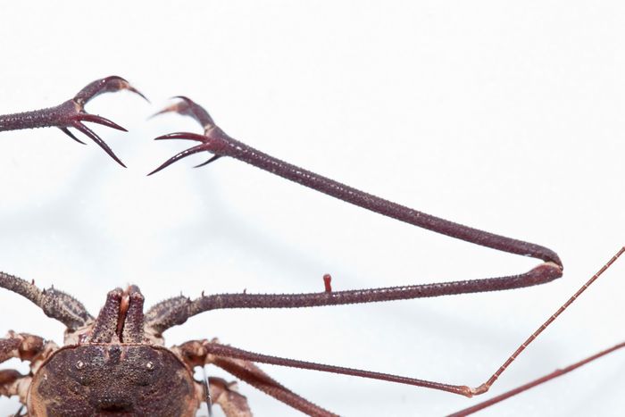 Euphrynichus bacillifer, dtail du pdipalpe