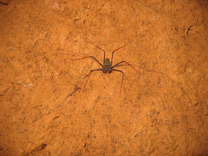 Jeune H. longicornis, in situ